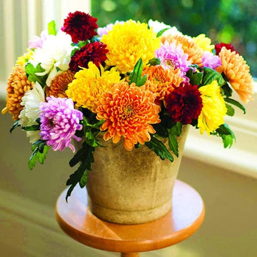Heirloom Chrysanthemum Flower seeds for Planting Long Bloom Season Heirloom & GMO Free Seeds for Home Garden