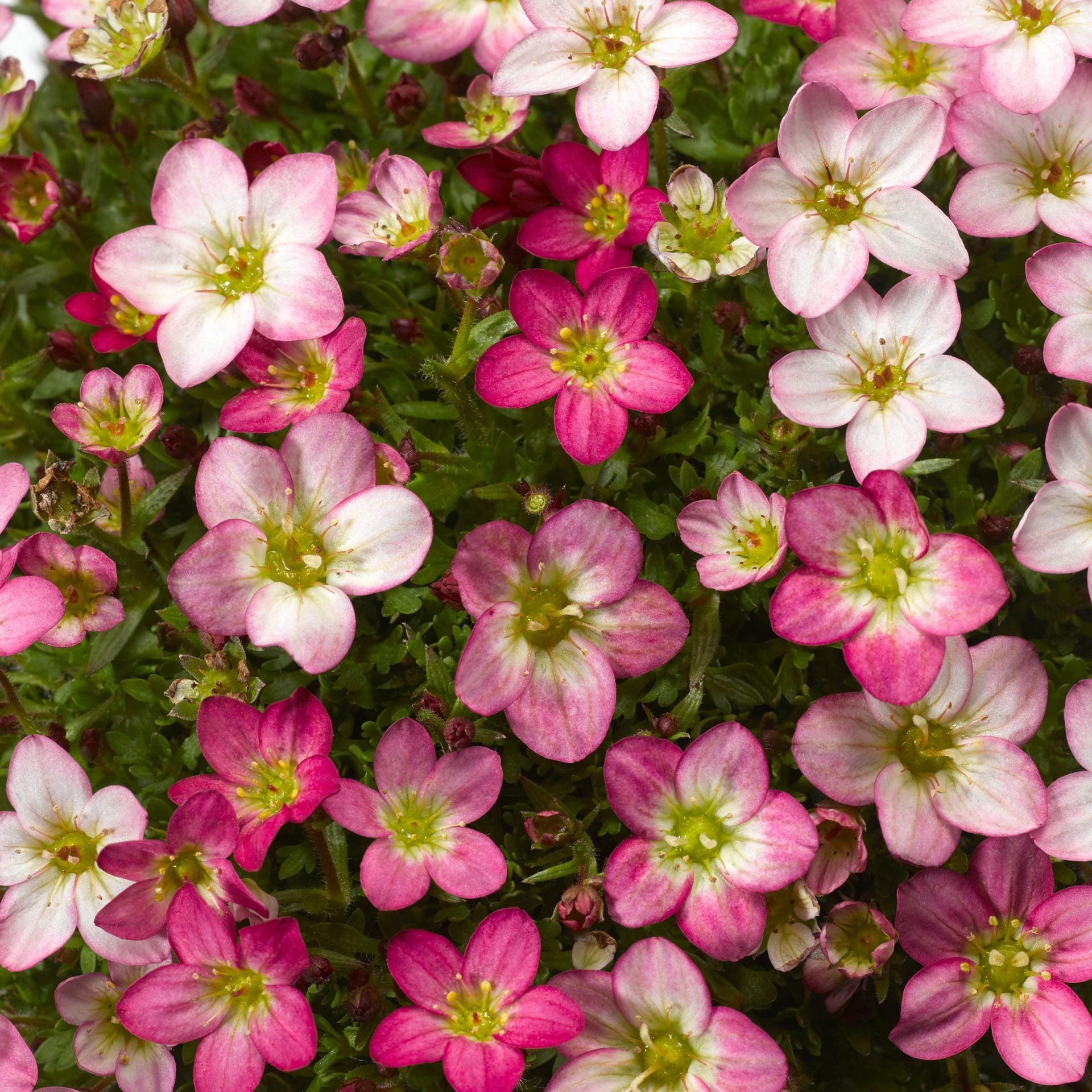 Heirloom Saxifrage Rose for Planting - Perfect for Borders, Heirloom & GMO Free Seeds for Home Garden