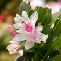 White Schlumbergera Flower seeds for Planting - Seasonal Bloomer, Heirloom & GMO Free Seeds for Home Garden
