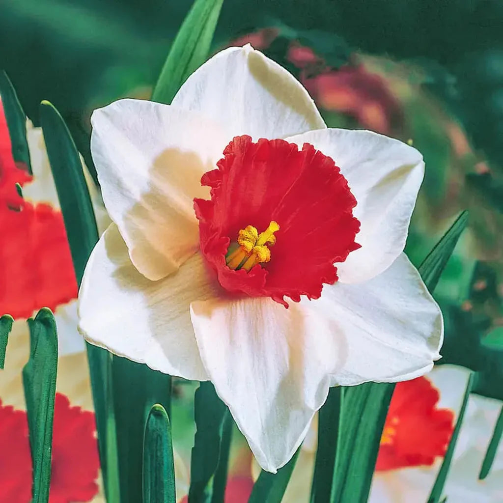 Daffodil Seeds for Planting: White and Red Blooms