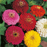 Zinnia Flower Seeds Orange Red Planting Bright