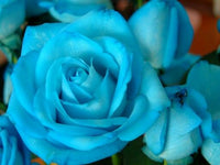 Sky Blue Rose Flower seeds for Planting Garden Favorite Heirloom & GMO Free Seeds for Home Garden
 
 Sale
