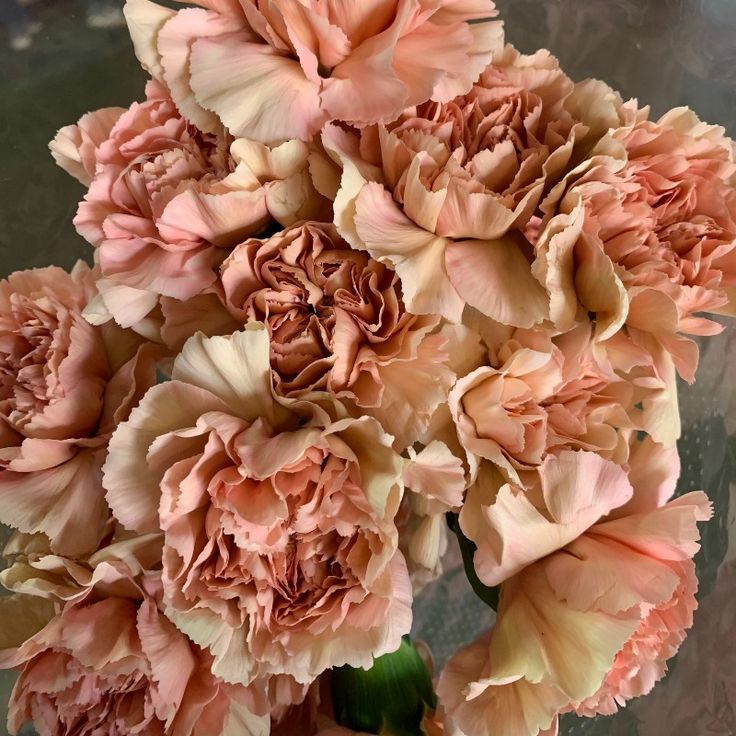 Brown Carnation Flower seeds for Planting - Perfect for Borders, Heirloom & GMO Free Seeds for Home Garden