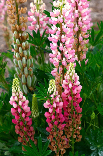 Lupine Flower seeds for Planting, Bright Blooms Heirloom & GMO Free Seeds for Home Garden