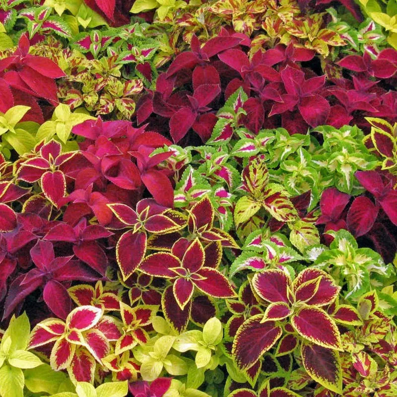Coleus Seeds, Colorful Leaf Plants, Garden Semente