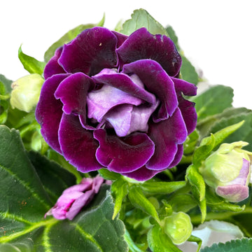 Deep Purple Gloxinia Flower seeds for Planting Sun Loving Heirloom & GMO Free Seeds for Home Garden