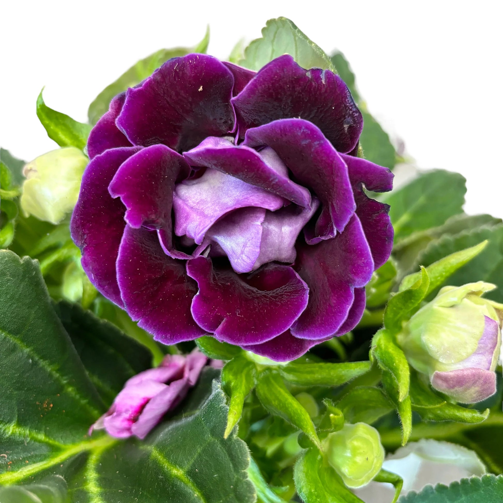 Violet White Gloxinia Flower Seeds: Planting the Perfect Floral Delight