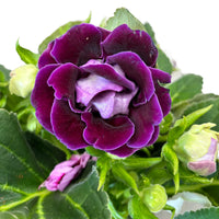Violet White Gloxinia Flower Seeds: Planting the Perfect Floral Delight