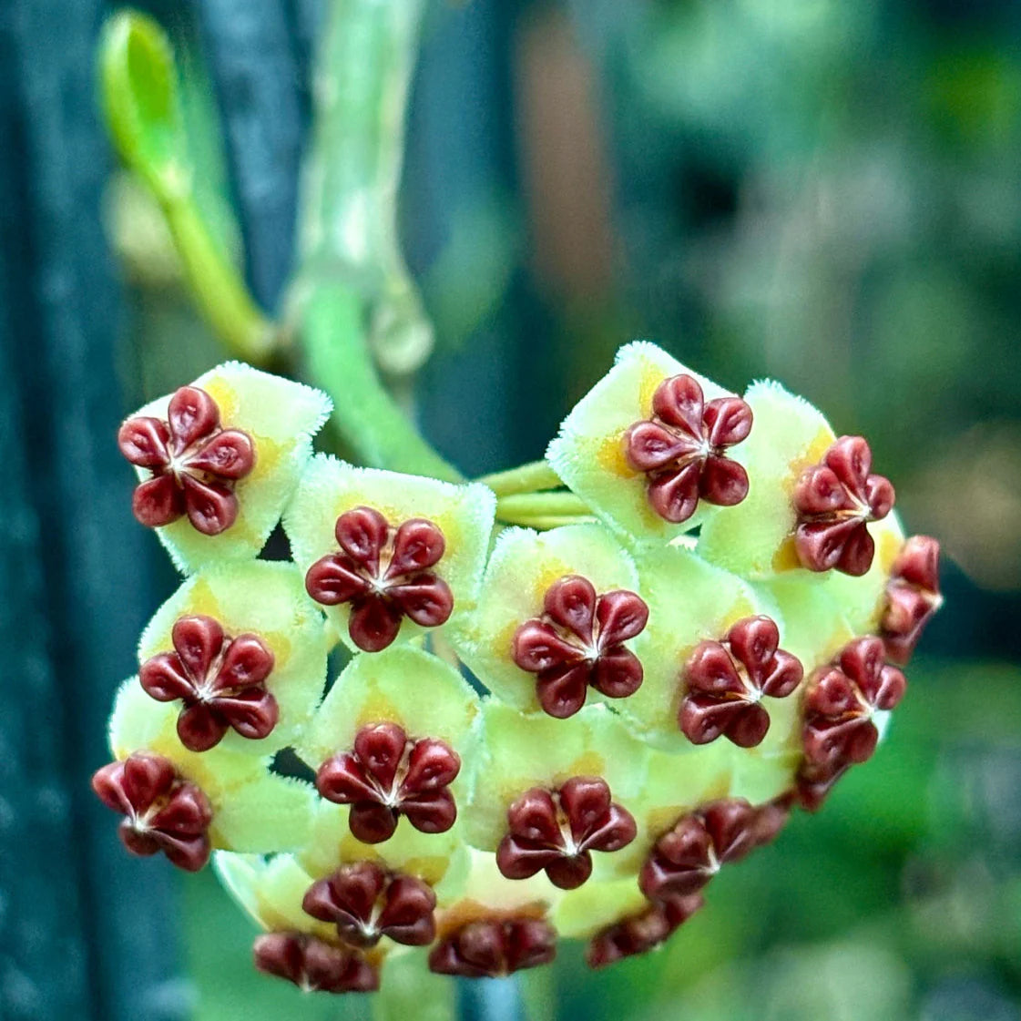 Hoya Kerrii for Planting - Easy to Grow, Heirloom & GMO Free Seeds for Home Garden