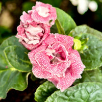 Gloxinia Sinningia Speciosa Flower Seeds
