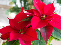 Burgundy Poinsettia Flower Seeds for Planting Wildflower Mix Heirloom & GMO Free Seeds for Home Garden
 
 Sale