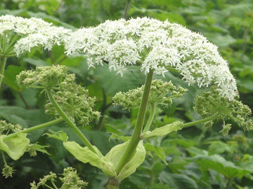 Heracleum Lanatum Flower seeds for Planting Long Bloom Season Heirloom & GMO Free Seeds for Home Garden 
 
 Sale