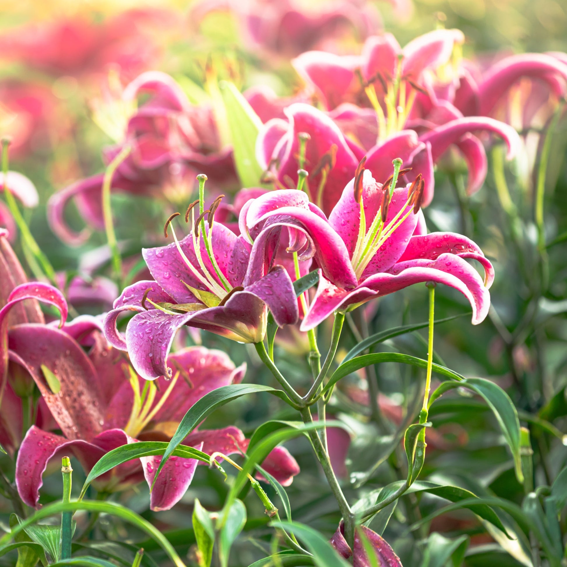 Lily plants for easy outdoor garden planting