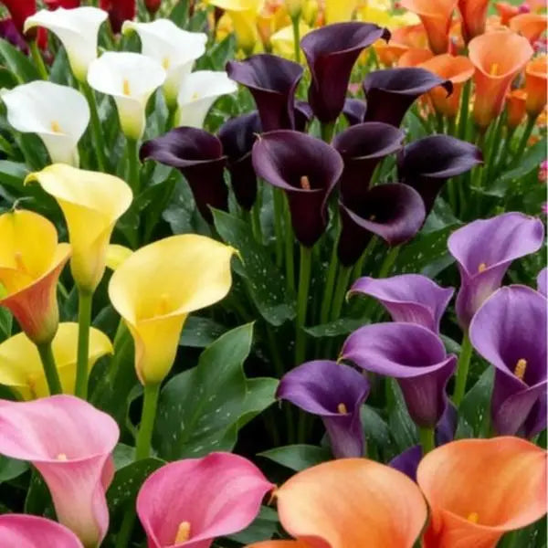 Hybrid Calla Lily Mix Bulbs for Garden Beds, Borders, Containers & Outdoor Landscapes