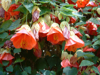 Mixed Abutilon Bellevue Flower seeds for Planting - Hardy Variety, Heirloom & GMO Free Seeds for Home Garden