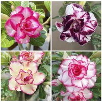 Heirloom Rose Bonsai Flower seeds for Planting Drought Tolerant Heirloom & GMO Free Seeds for Home Garden