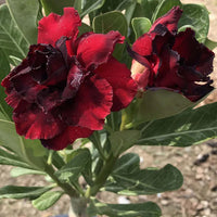 Streptocarpus Flower Seeds for Vibrant Blooms  Perfect for Gardening & Planting