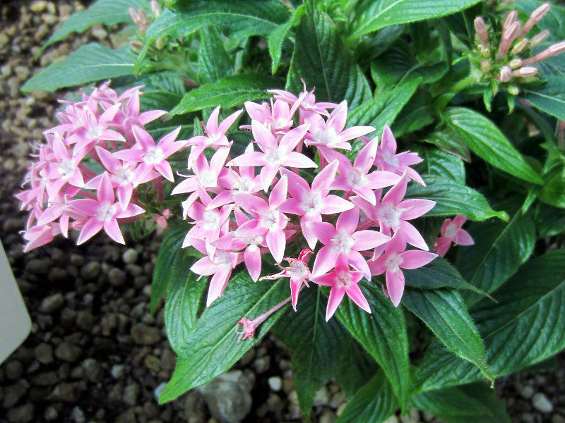 Pentas Lanceolata Seeds for Planting  Attract Butterflies with Stunning Blooms