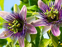 Passiflora Flower seeds for Planting Colorful Display Heirloom & GMO Free Seeds for Home Garden