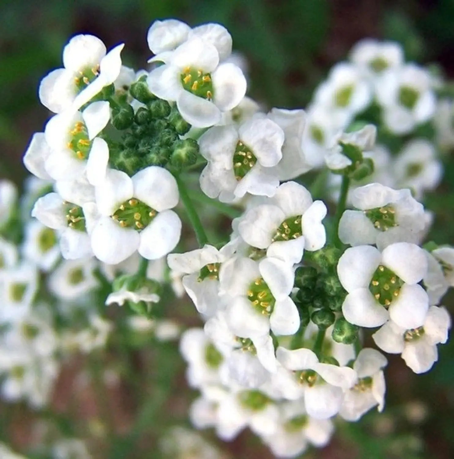 Alyssum Flower seeds for Planting Cut Flower Favorite Heirloom & GMO Free Seeds for Home Garden