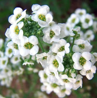 Lobularia Flower seeds for Planting Low Maintenance Heirloom & GMO Free Seeds for Home Garden 
 
 Sale