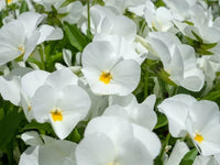 White Pansy Flower seeds for Planting Wildflower Mix Heirloom & GMO Free Seeds for Home Garden
 
 Sale
