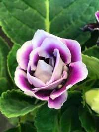 White Purple Gloxinia Flower seeds for Planting - Long Bloom Season, Heirloom & GMO Free Seeds for Home Garden