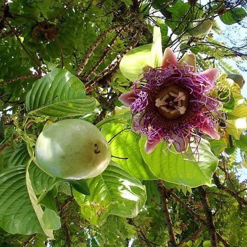 Giant Granadilla Fruit Seeds for Planting – Heirloom Non-GMO Tropical Passion Vine Seeds for Home Gardens, Trellises & Container Growing