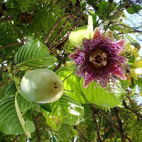 Giant Granadilla Fruit Seeds for Planting – Heirloom Non-GMO Tropical Passion Vine Seeds for Home Gardens, Trellises & Container Growing