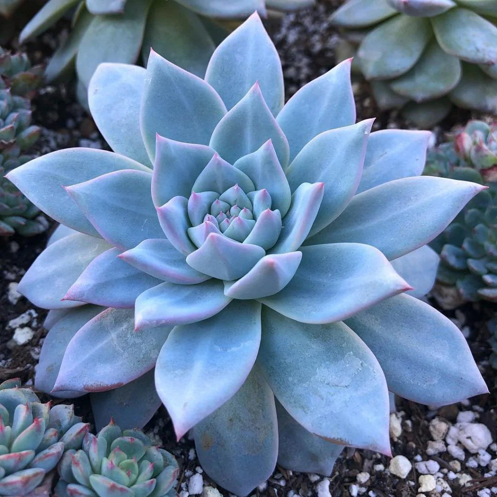 Blue Succulent Flower seeds for Planting Wildflower Mix Heirloom & GMO Free Seeds for Home Garden