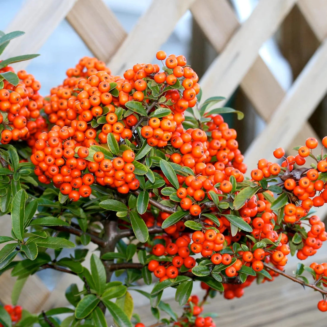 Red Pyracantha Fortuneana Seeds for Planting  Vibrant Berries, Easy-Growing Shrub