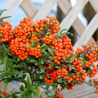 Red Pyracantha Fortuneana Seeds for Planting  Vibrant Berries, Easy-Growing Shrub