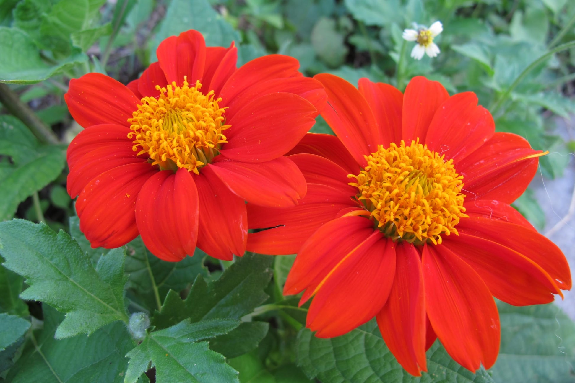 Red Mexican Sunflower Seeds for Bold Red Blooms