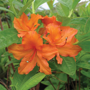 Azalea Flower seeds for Planting Vibrant Colors Heirloom & GMO Free Seeds for Home Garden 
 
 Sale