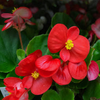 red wax begonias Flower seeds for Planting Pollinator Friendly Heirloom & GMO Free Seeds for Home Garden 
 
 Sale
