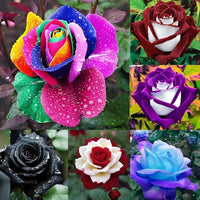 Mixed-color ornamental rose flowers displayed in a patio garden container

