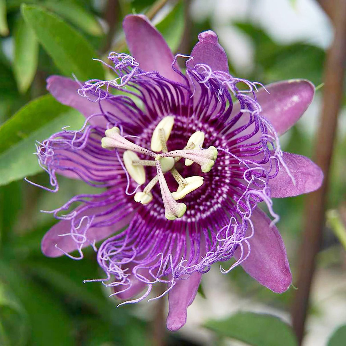 Purple Passionflower Flower seeds for Planting - Compact Growth, Heirloom & GMO Free Seeds for Home Garden
 
 Sale for planting in home garden.