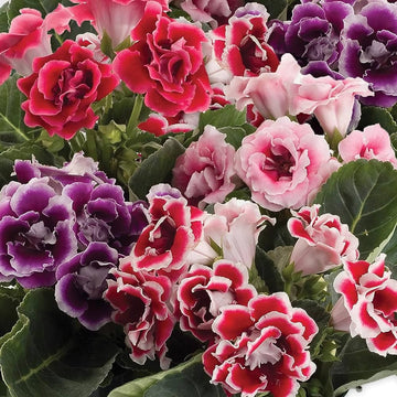 Gloxinia Flower seeds for Planting Drought Tolerant Heirloom & GMO Free Seeds for Home Garden