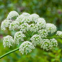 Heracleum Lanatum Flower seeds for Planting Long Bloom Season Heirloom & GMO Free Seeds for Home Garden 
 
 Sale