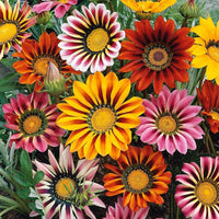 Gazania Sunshine Flower seeds for Planting - Garden Favorite, Heirloom & GMO Free Seeds for Home Garden