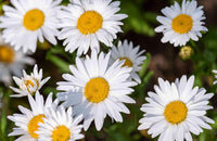 Mini Daisy Bellium minutum Seeds for Planting in Rock Gardens