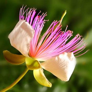 White Pink Capparis Spinosa Seeds for Planting  Ideal for Gardens and Pots with Unique Blooms