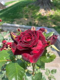 Black Baccara Rose Rosa spp for planting in flower bed