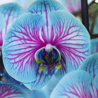 Phalaenopsis Orchid Seeds for Elegant, Vibrant Orchids