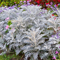 Cineraria Maritima Flower seeds for Planting, Bright Blooms Heirloom & GMO Free Seeds for Home Garden