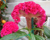 Cristata Flower Seeds for Planting - Vibrant Blooms