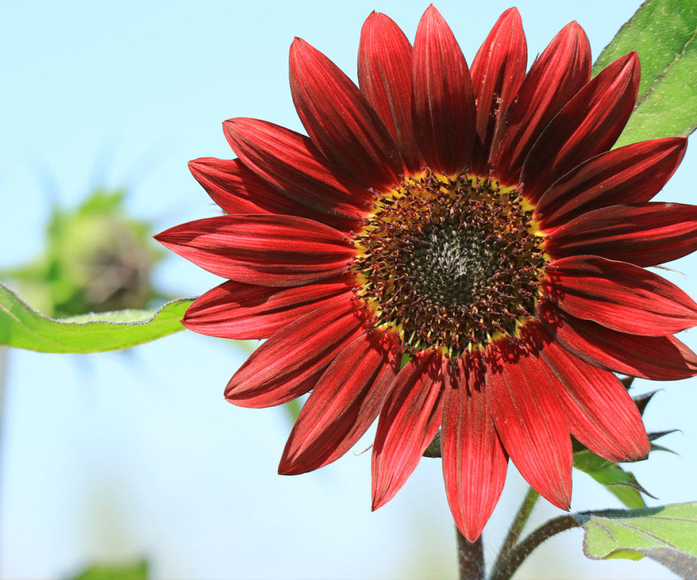 Maroon SunFlower seeds for Planting - Colorful Display, Heirloom & GMO Free Seeds for Home Garden