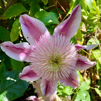 Clematis Flower seeds for Planting - Low Maintenance, Heirloom & GMO Free Seeds for Home Garden