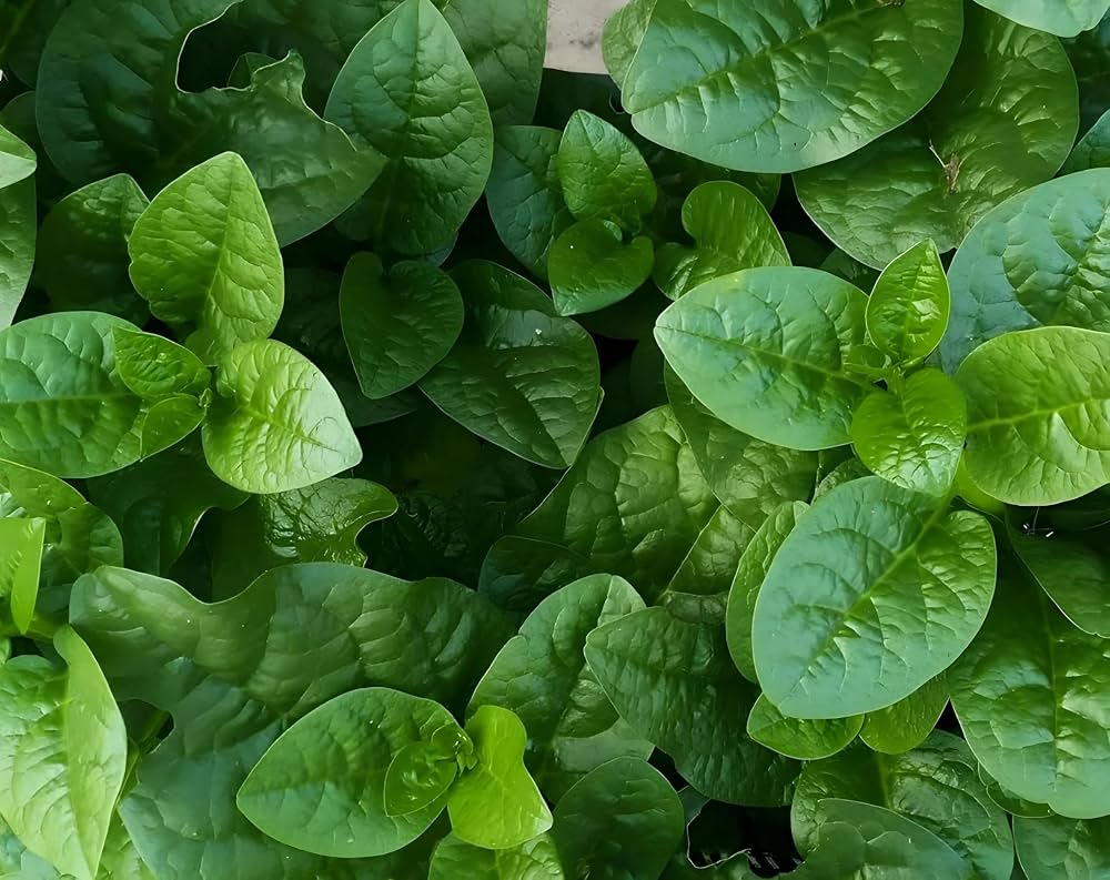 Malabar Spinach Seeds Climbing Leafy Vegetable for Home Garden Planting