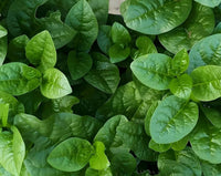 Malabar Spinach Seeds Climbing Leafy Vegetable for Home Garden Planting